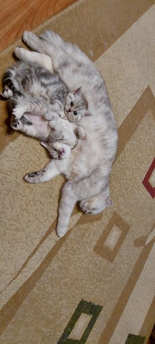 Котята , скотишстрайт