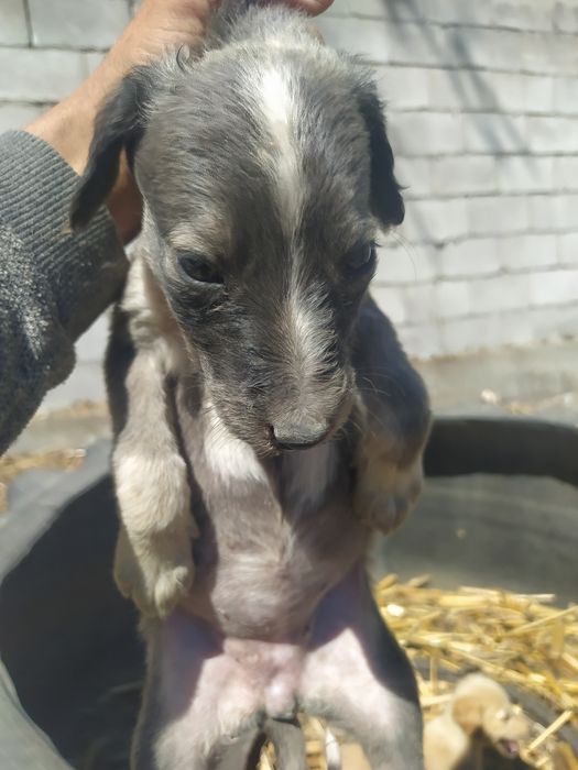 Тазы күшік СТ Шамалған