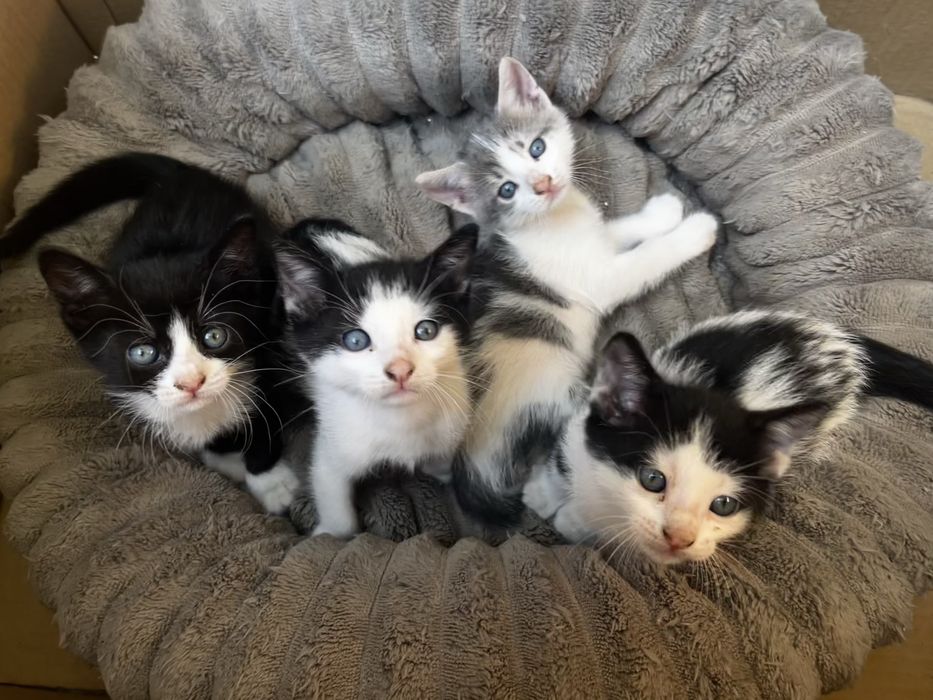 Подарявам малки котенца на  1 месец