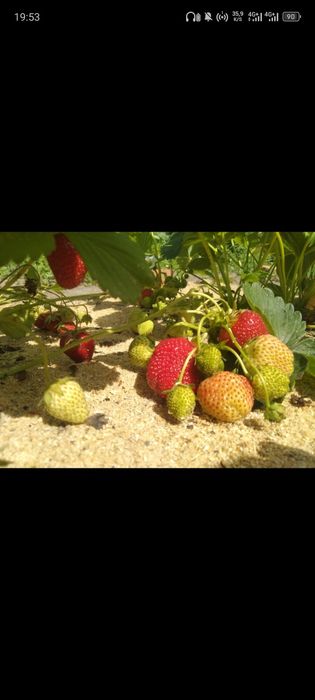 Рассада клубника ремонтная