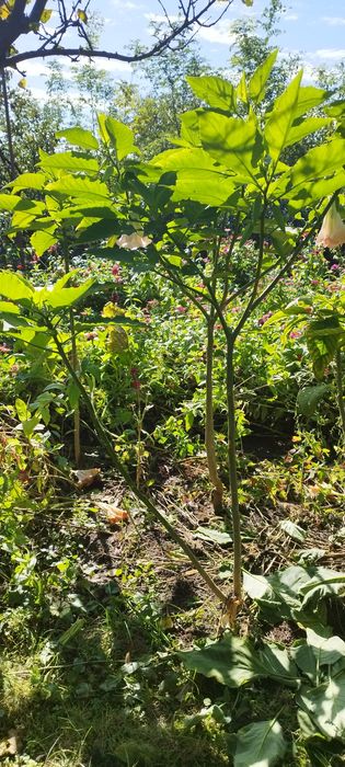 Plante, brugmansia, Trompera