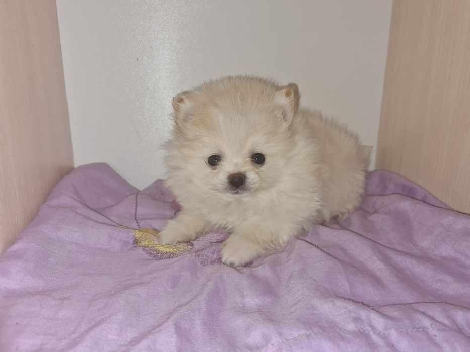 Продам щенков шпица