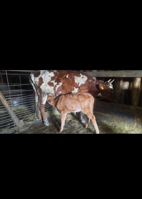 Продам корову с теленком