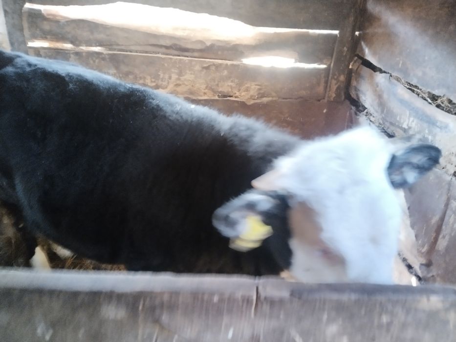 Продам телку с откорма