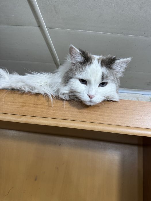 отдам в хорошие руки кошку