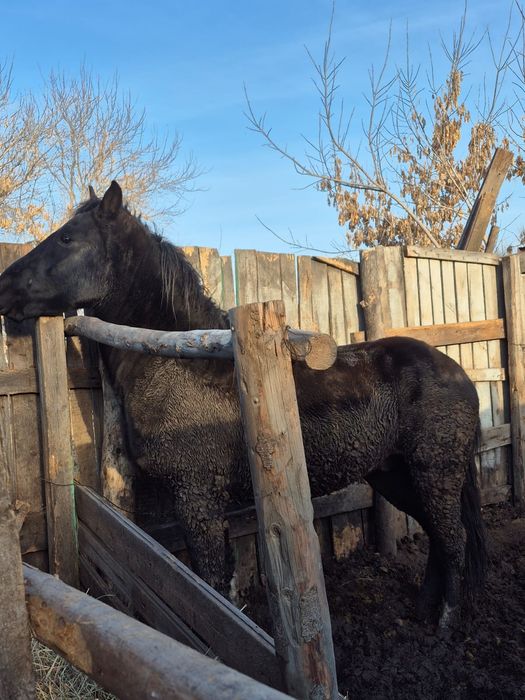 Продаётся жеребец полутяж