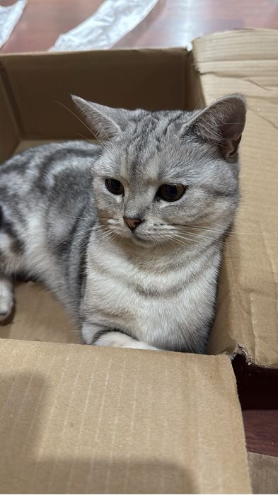 Британская кошка