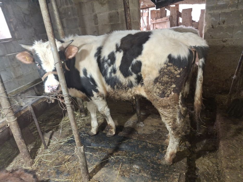 продам бычков домашние