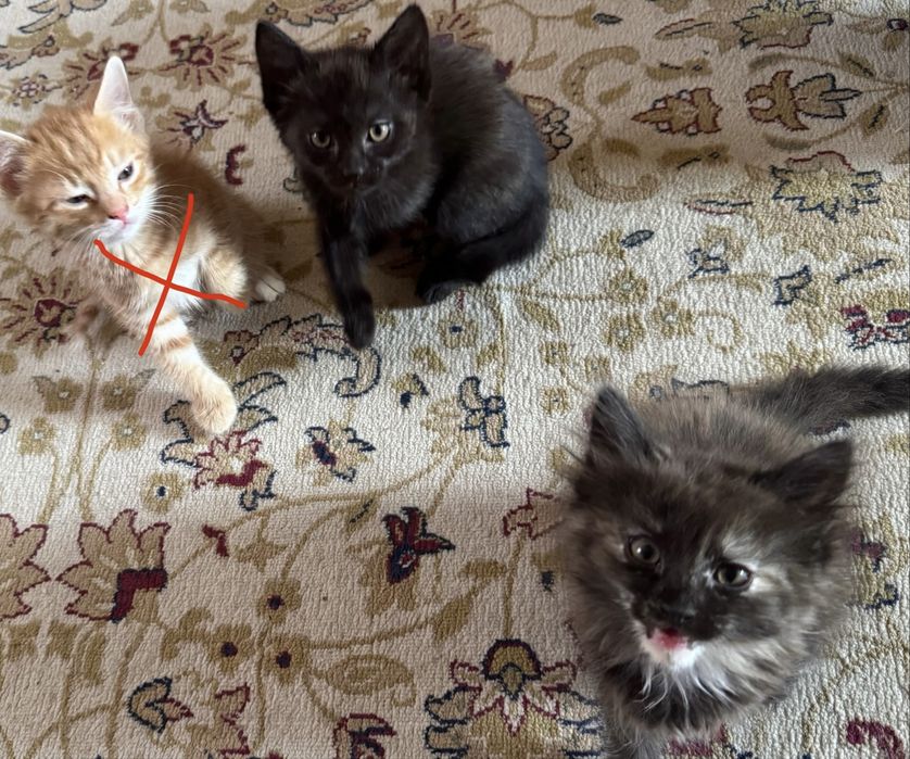 Котята в добрые руки!!!