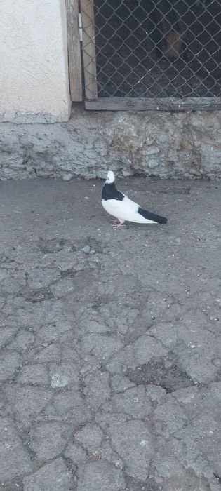 Чернашейка маладой самка