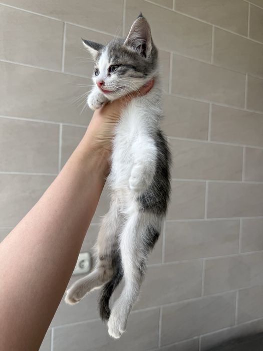 Отдам Котят девочки