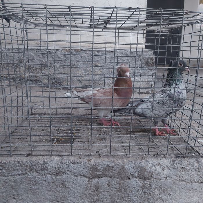 Челкар сизи бакинцы лет с игрой