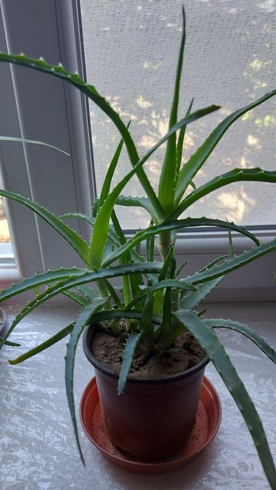 Алоэ лекарственное