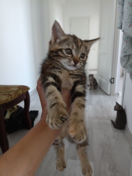 Котята весло ухи хороший руки