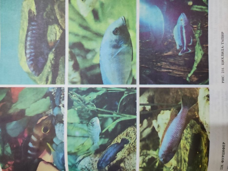 Книга об аквариумных рыбах