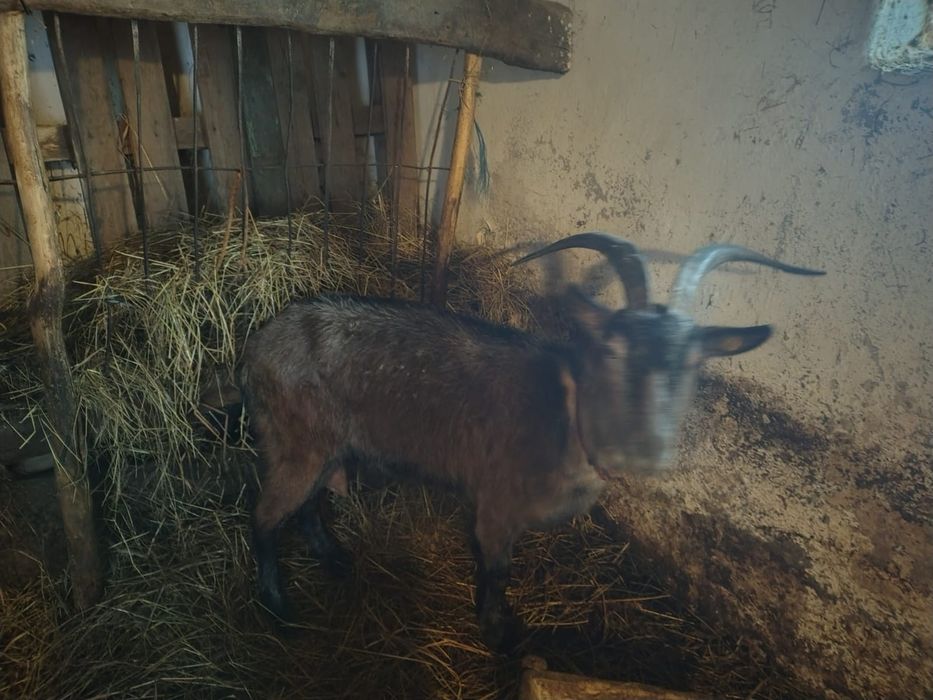 Vând capra de lapte