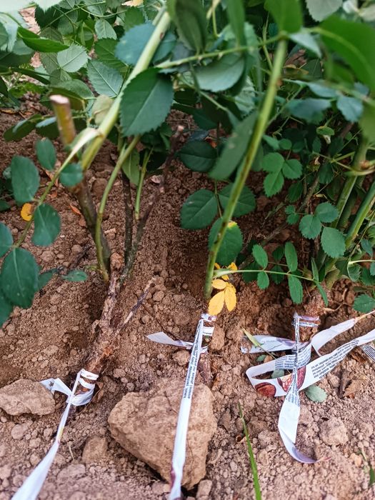 Atirgul ko'chatllariga zakaz olamiz gul biznesiga qiziqadiganlla uchun