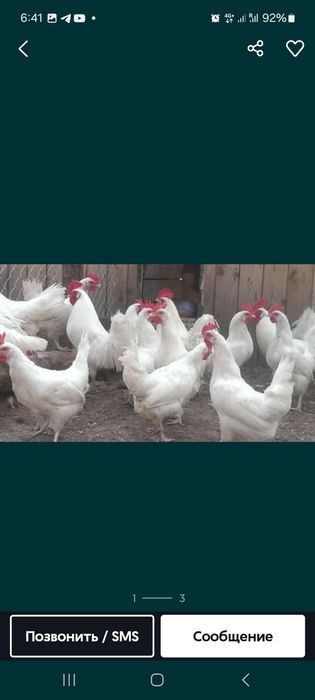 Куры несушки Куры