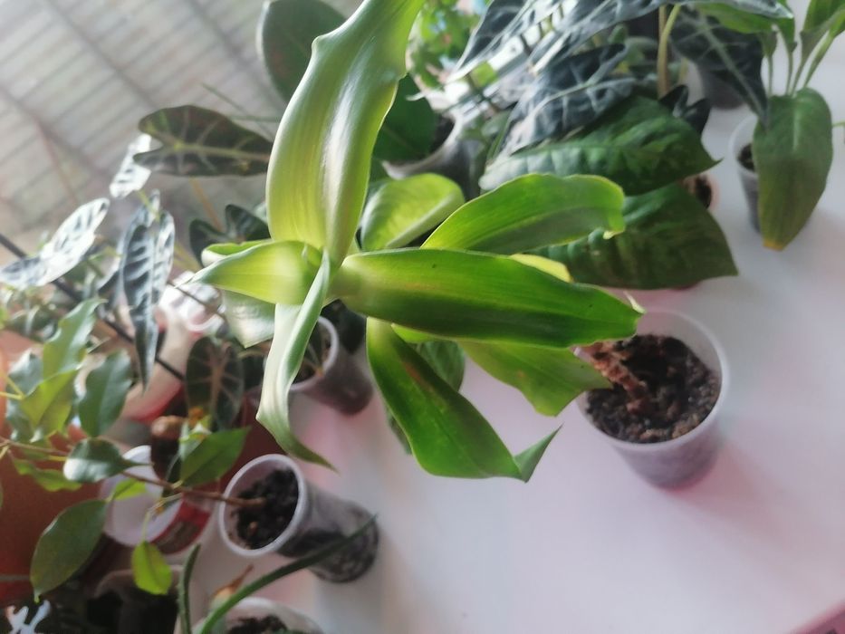 Продам комнатные  цветы