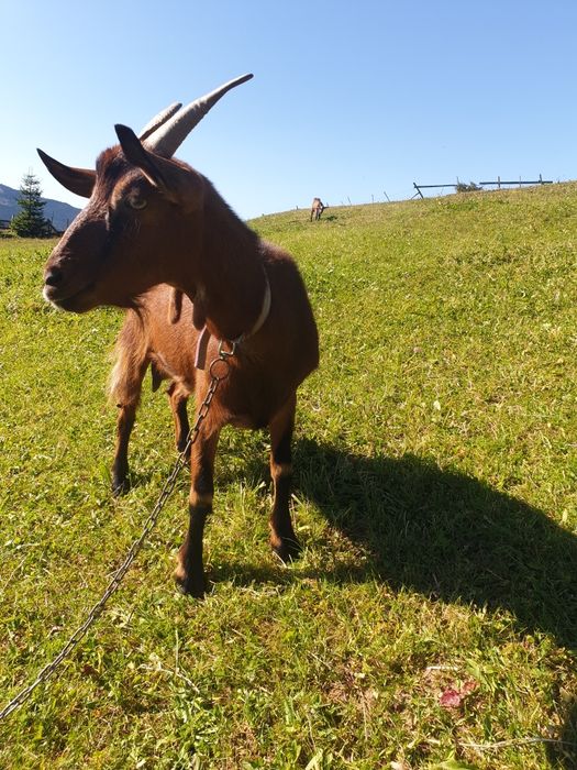 Capra alpina franceza