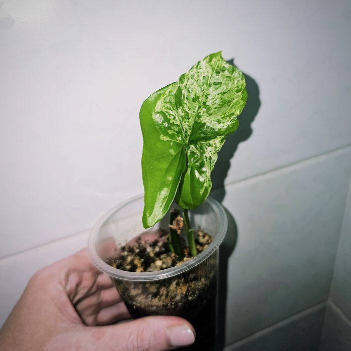 Сингониум Моттлед Мохито