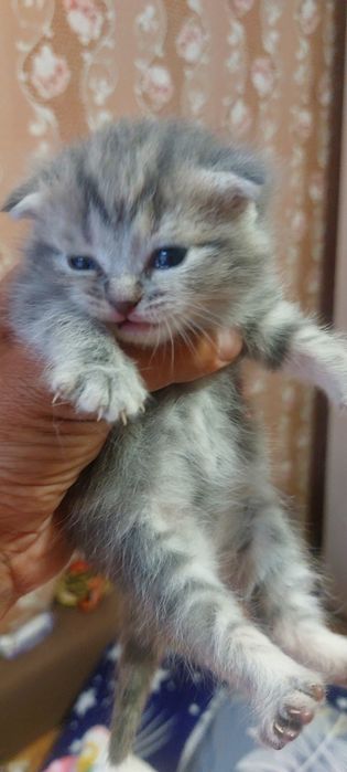 Продам шотландских котят