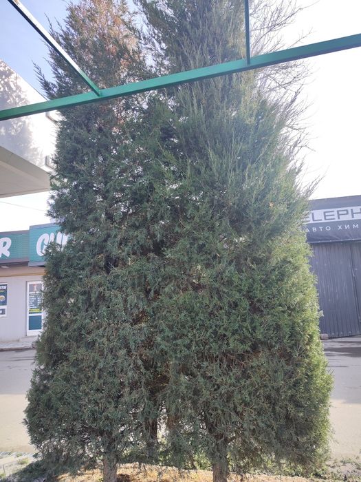 Арчалар сотилади