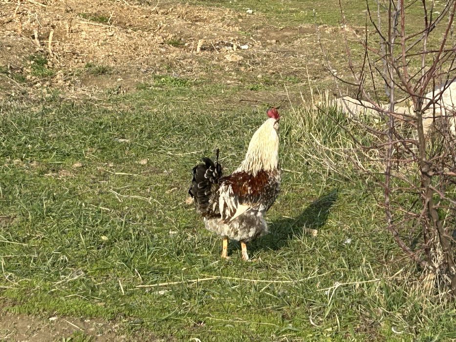 Қораз сатылады. Жас қораз