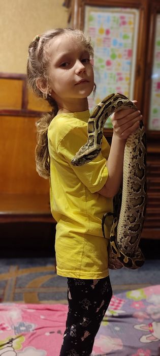 Год змеи-тигровый питон альбинос