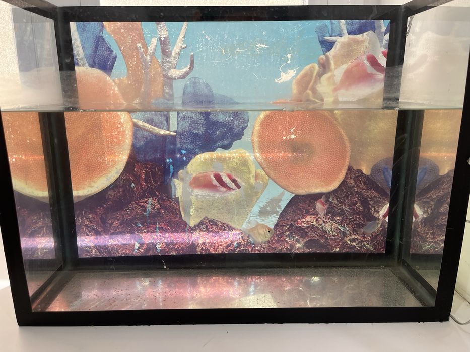 Аквариум с рыбками
