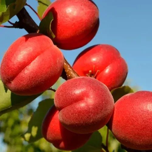 Саженцы Продаются Кошеттер оптом и в розницу