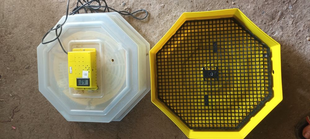 Icubator clio 50 oua