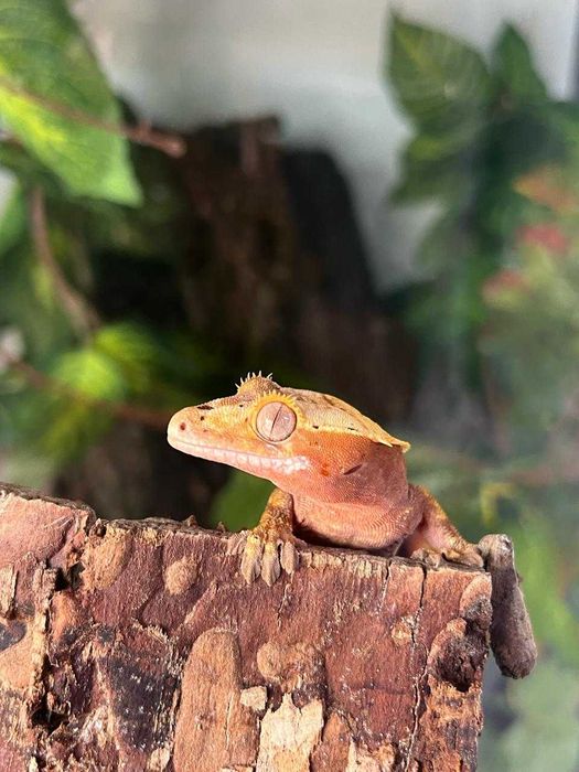 Бананоед реснитчатый