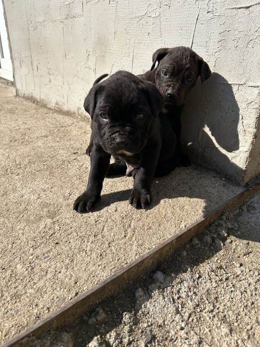 Малки кучета Кане Корсо