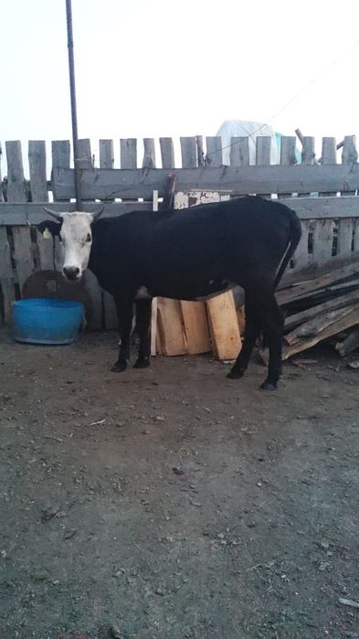 Продам двух тёлок