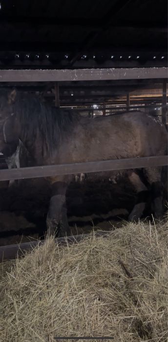 Донен на откорме 3 месяца