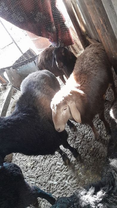 Қошқарлар сатылады.