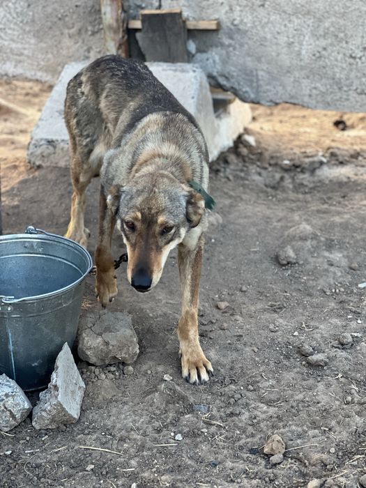 Щенки и собаки в хорошие руки