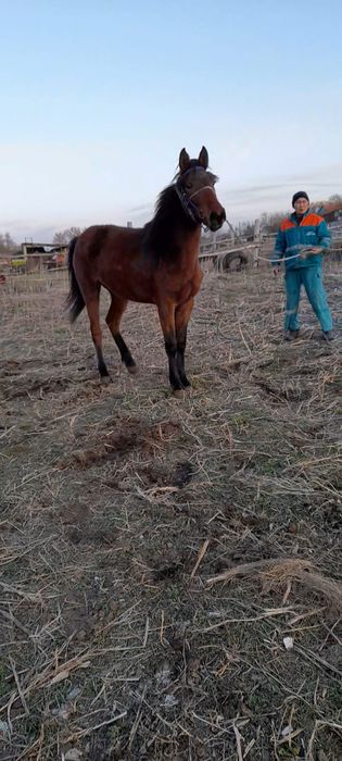 Продам кабылку жорга