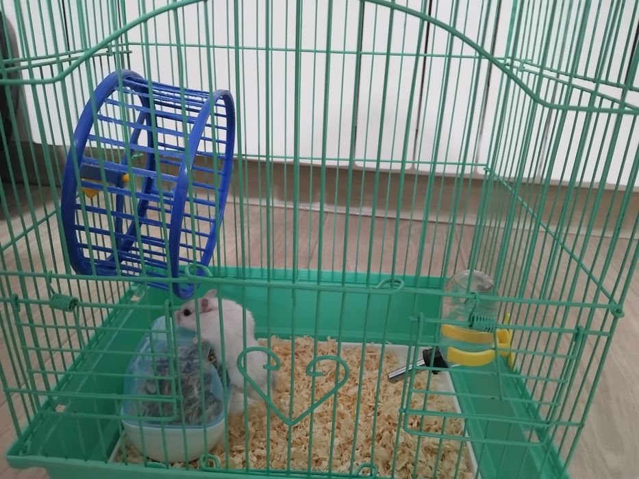 Хомяк с клеткой,продаю