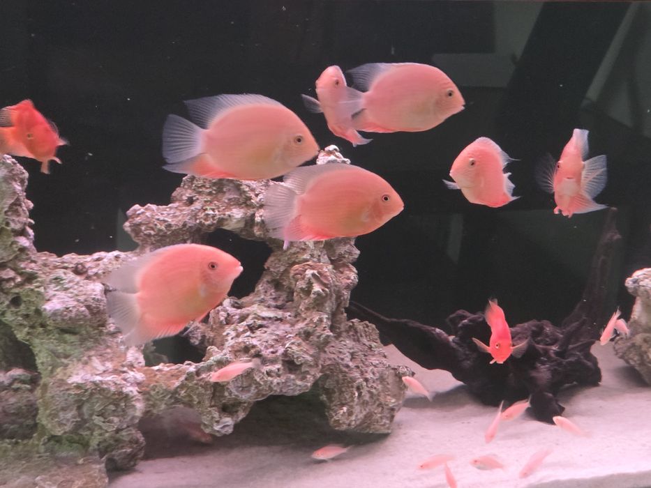 Северум красноточечный