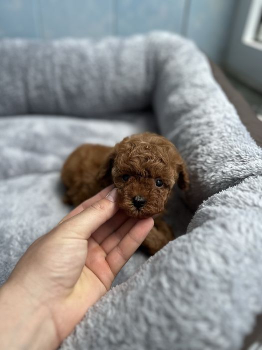 Poodle Toy/Пудел Той