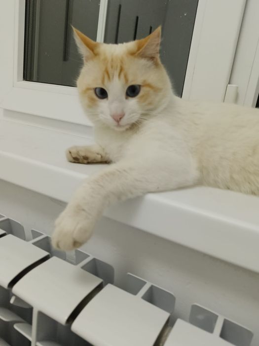 Кот кострированый мальчик