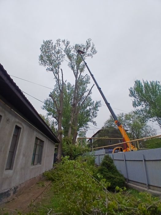 Бесплатно кругляк тополей стволы