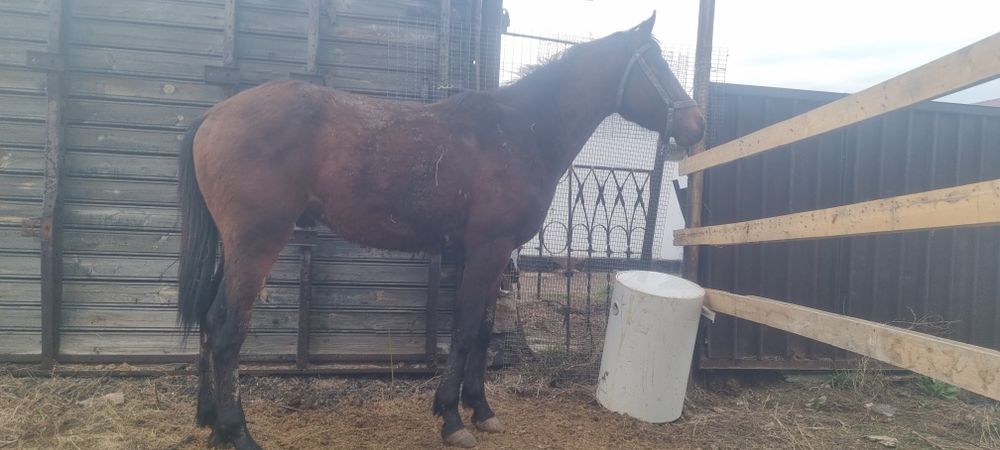 Продаётся лошадь