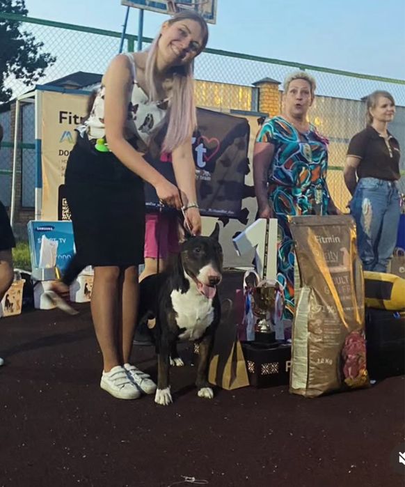 Открыт для Вязок Английский бультерьер