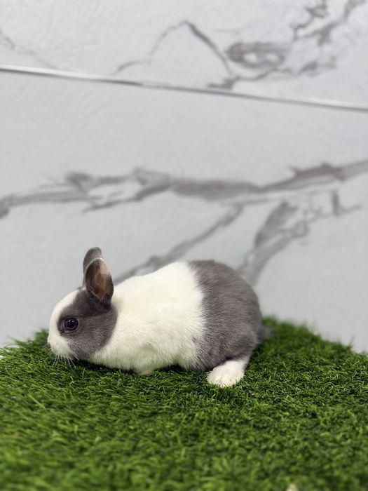 Карлик миниатюрные кролики