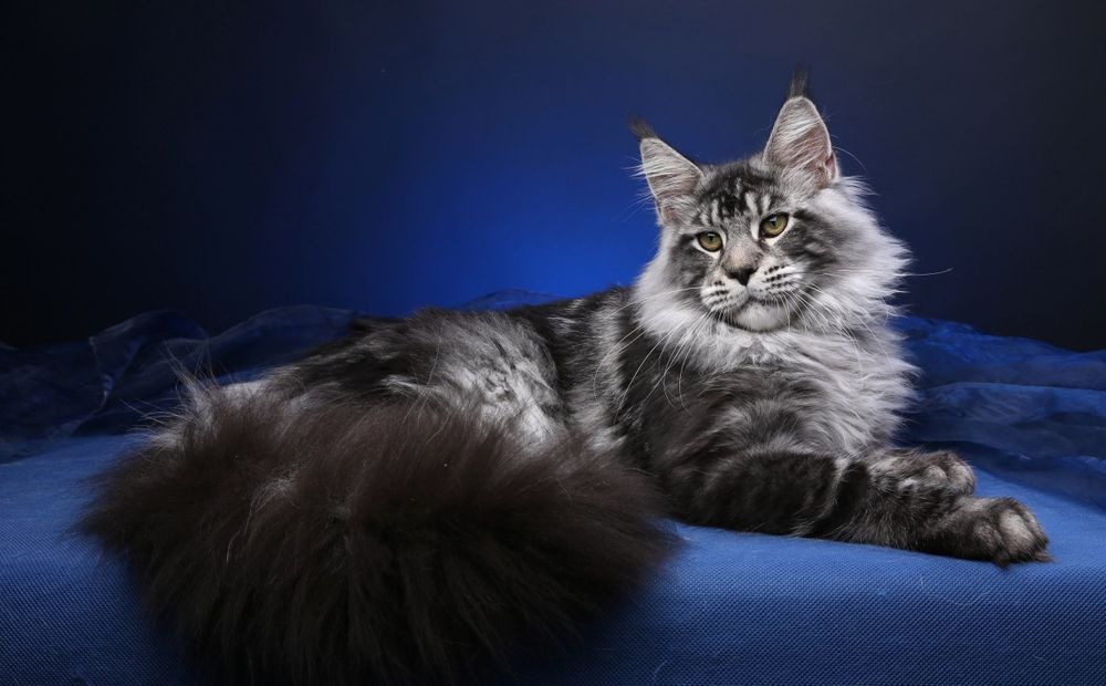 МЕЙН- КУНЫ ! ЦВЕТНЫЕ, Голубые- Мрамор- Дым и т.д.