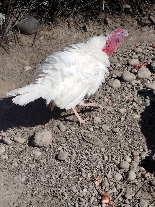 Продам индюка молодого