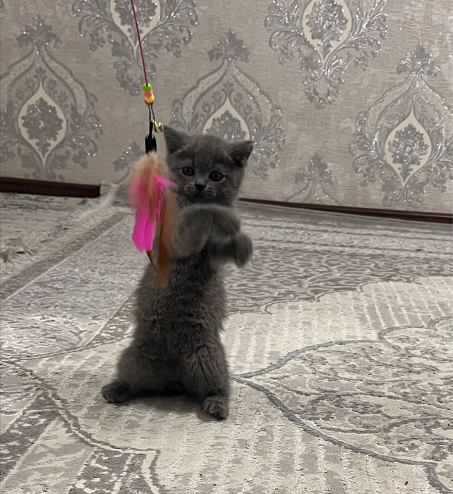 Продаётся котёнок